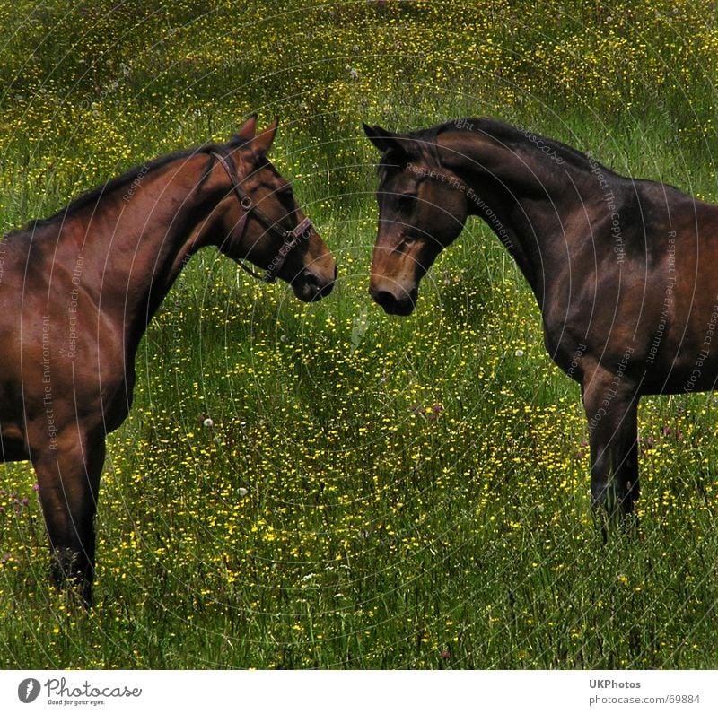 Pferdegeflüster harmonisch Tier Freundschaft Weide Wiese Liebe Natur
