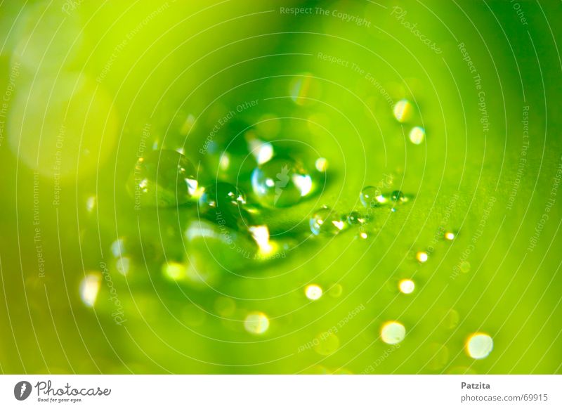 Tropfen-Hintergrund Hintergrundbild abstrakt grün gelb Licht Reflexion & Spiegelung Wassertropfen Blatt Farbe