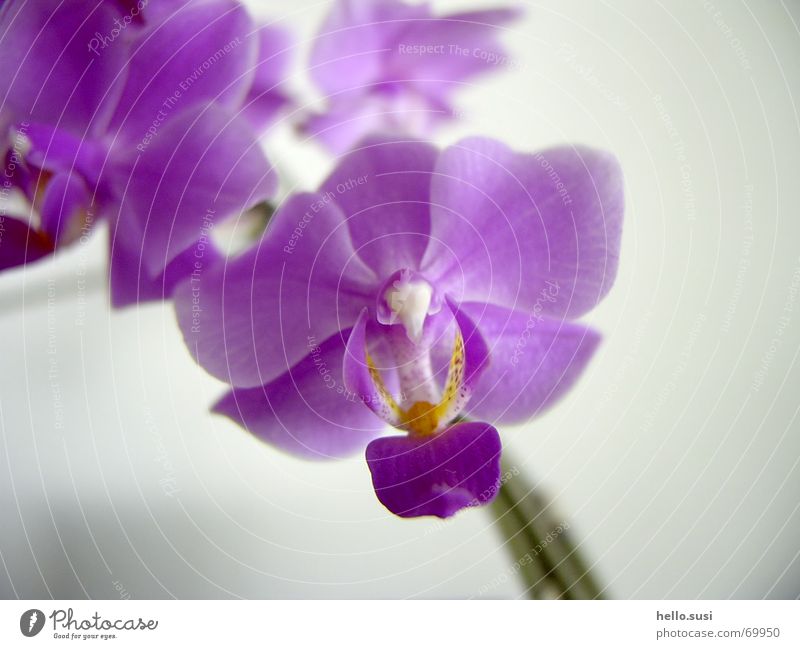 Orchidee Blume violett Blüte Natur rispe Nahaufnahme Digitalfotografie