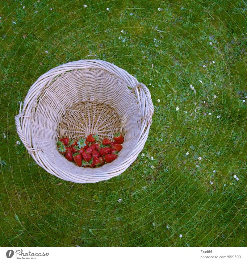 erlesene Früchte Frucht Erdbeeren Bioprodukte Vegetarische Ernährung Diät Fingerfood Frühling Blume Gras Weidenkorb Korb geflochten frisch Gesundheit saftig