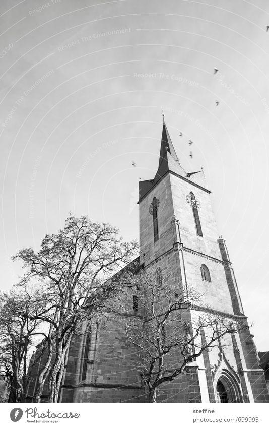 Kirche I Frühling Baum Stadt Religion & Glaube Schönes Wetter Froschperspektive Schwarzweißfoto Textfreiraum oben
