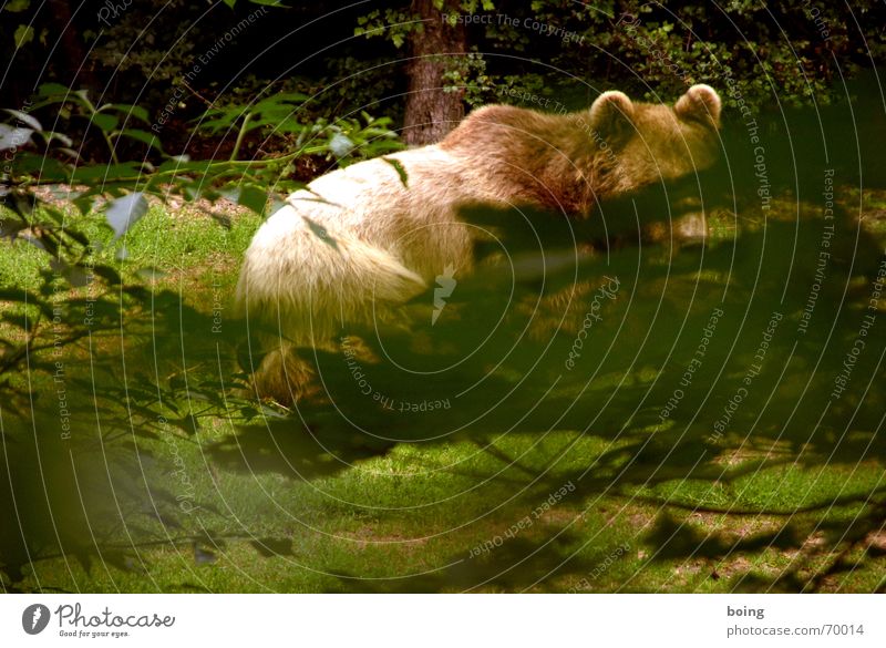 Tierterror - Bruno war nur der Anfang Spitze Versteck Bär Braunbär Jagd Wald Rückzug Wetter gefährlich Teddybär Streichelzoo Zirkus verborgen Nationalpark Natur