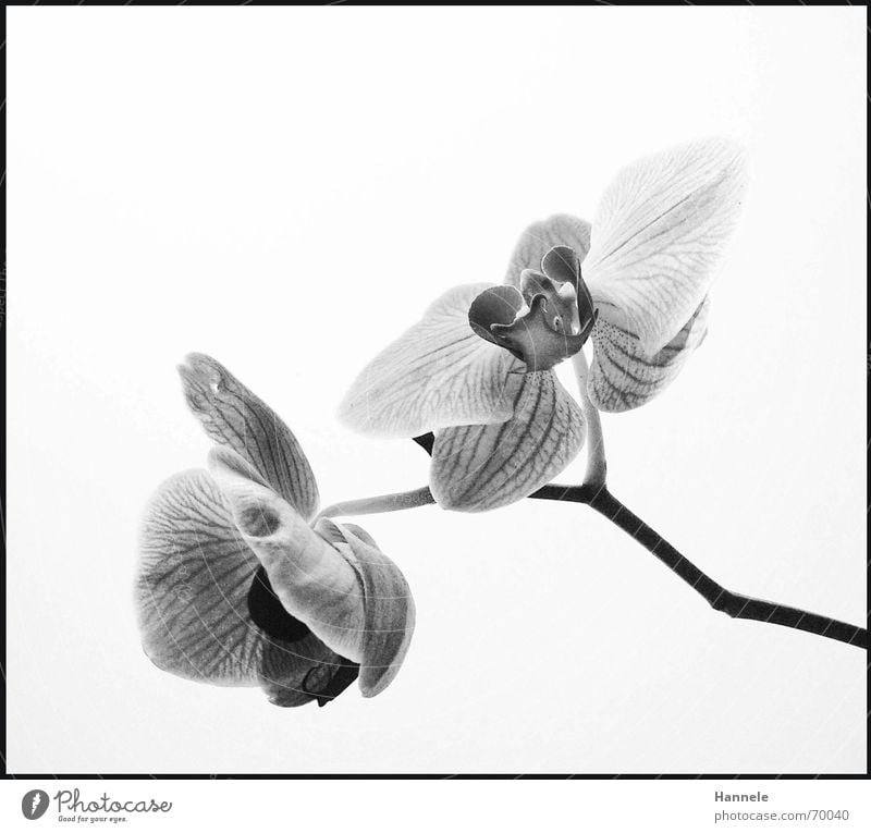 orchidäles 4 Orchidee Blume Blüte Pflanze 2 schwarz weiß zerbrechlich zart Asien Blühend Schwarzweißfoto fragiel hell Natur