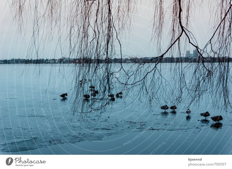 Eiskalte Enten Natur Landschaft Wasser Winter Frost Baum Flussufer Hamburg Alster Tier Vogel Tiergruppe Schwarm Schwimmen & Baden stehen blau Einsamkeit