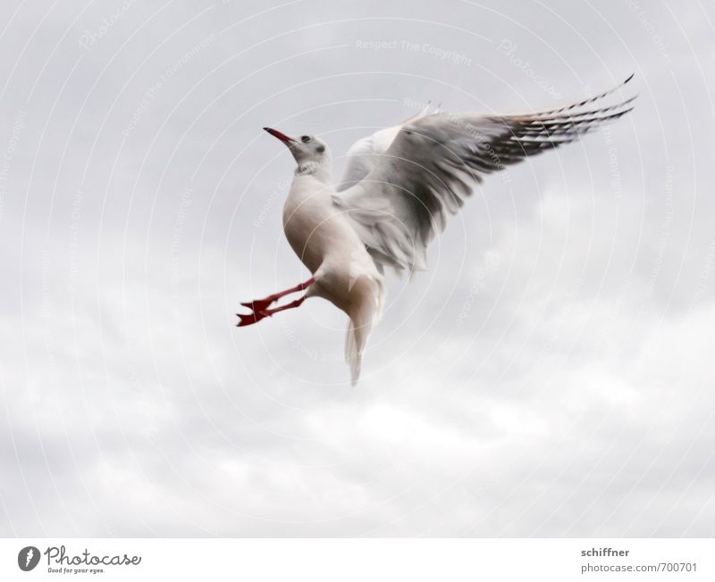 ...uuund Rolle rückwärts! Tier Wildtier Vogel 1 fliegen fangen akrobatisch Akrobatik Flügel Möwe Möwenvögel strecken ausgestreckt Wolkenhimmel Himmel grau