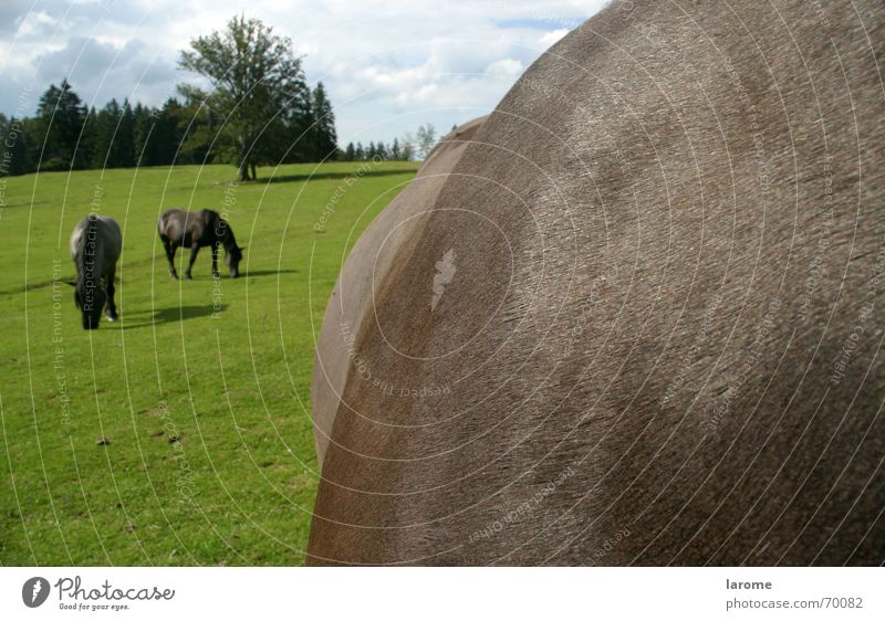 auf der Alm Tier Nutztier Pferd Gras Kaltblut Fressen Natur Freiheit norika Landschaft noriker Ernährung