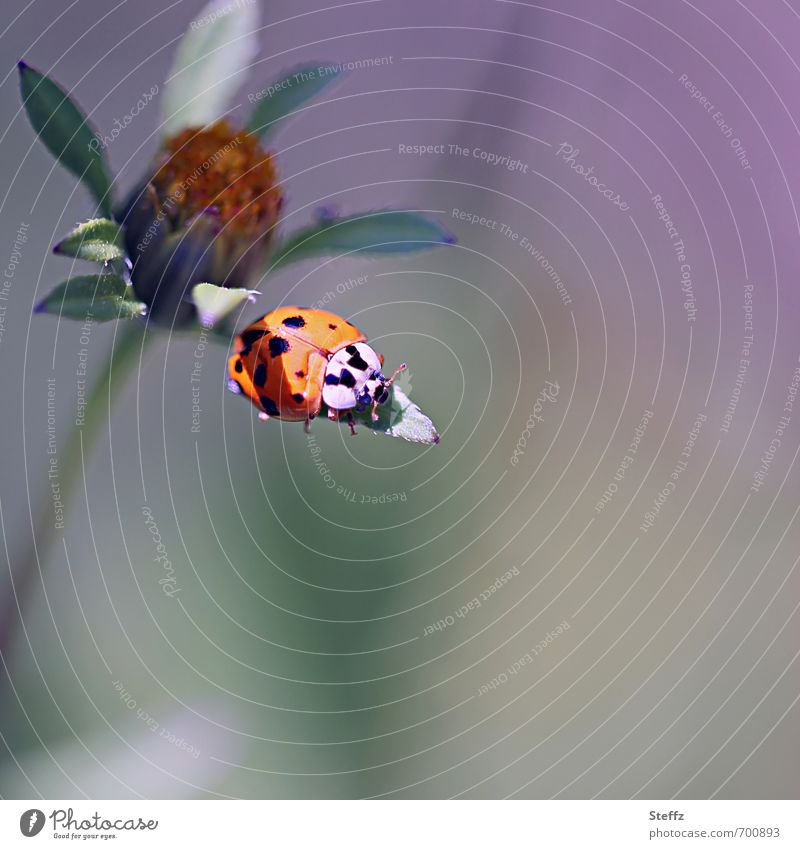 Sonnenbad auf einem Blatt im Spätsommer Glücksbringer Glückskäfer Glückssymbol Marienkäfer leicht Leichtigkeit Käfer Gelassenheit ruhig friedlich harmonisch