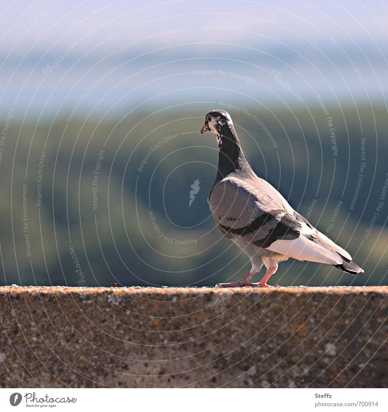 Taube mit Aussicht Vogel beobachten schauen Vogelbeobachtung heimisch überblicken Überblick Pause Momentaufnahme ruhige  Szene friedlich ruhiger Moment