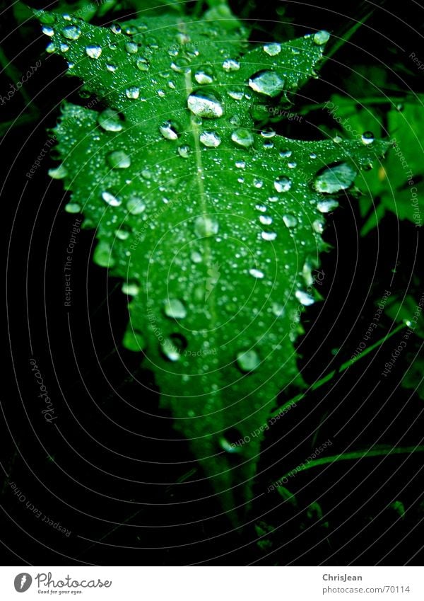 Drops Wassertropfen Blatt grün träumen nass Natur Wellness Erholung ruhig Urwald beads schön water drip sheet sheets dream wet wetness
