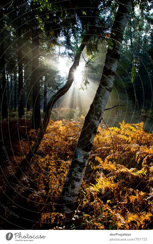 Guten Morgen Umwelt Natur Pflanze Herbst Schönes Wetter Baum Gras Sträucher Farn Wald schön einzigartig nachhaltig gelb gold grün Gefühle Stimmung Wahrheit