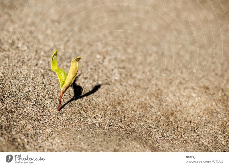 Einzelgänger | mit Schatten Natur Pflanze Sand Frühling Blatt Grünpflanze Wildpflanze Trieb Keim Flussufer Wachstum einfach braun grün Reinheit Beginn