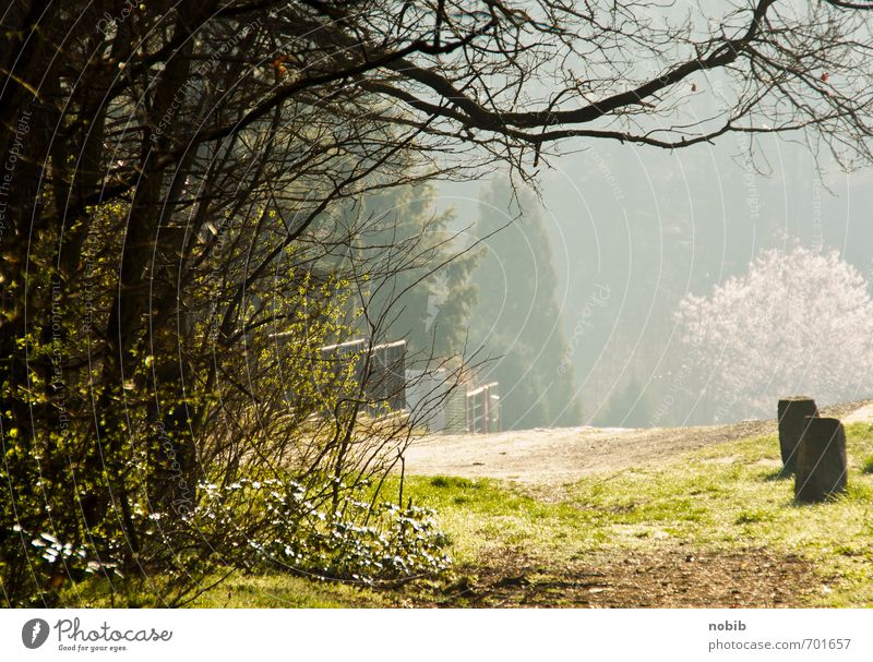 frühlingslicht Natur Landschaft Sonne Frühling Sommer Schönes Wetter Nebel Sträucher Wald Stadtrand Menschenleer Stein Holz Wärme gelb grün Frühlingsgefühle