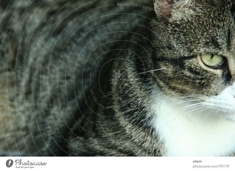 viel katze Katze grau gestreift ernst Tier Haustier Auge Fell