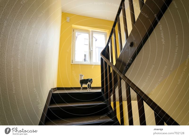 6.6. Innenarchitektur Treppenhaus Treppengeländer Fenster Tier Haustier Katze 1 Tierjunges entdecken Blick niedlich Wachsamkeit Neugier Orientierung gelb