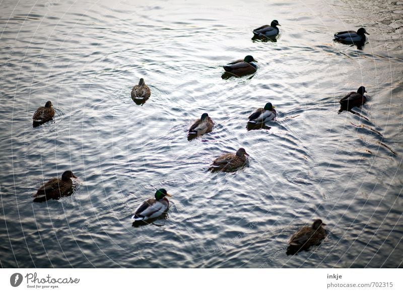 Ok, lasst uns abhaun, Hier passiert heut nix mehr. Natur Tier Wasser Frühling Sommer Herbst Wellen Teich See Wasseroberfläche Ententeich Stockente Entenvögel