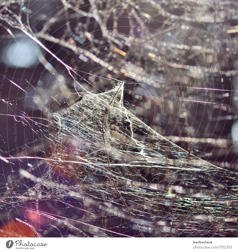 bizarr | Spinnenwerkstatt Umwelt Natur Spinnennetz Linie Netz Netzwerk leuchten außergewöhnlich viele verrückt wild Kunst Zusammenhalt Farbfoto Außenaufnahme