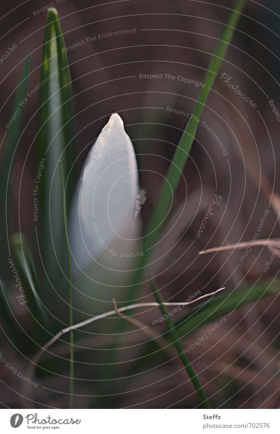 ein Krokus als Nachzügler im April Frühlingsblume nordisch heimische Wildpflanzen Blütenknospe Jungpflanze Blütezeit Frühlingserwachen blühender Krokus Krokusse