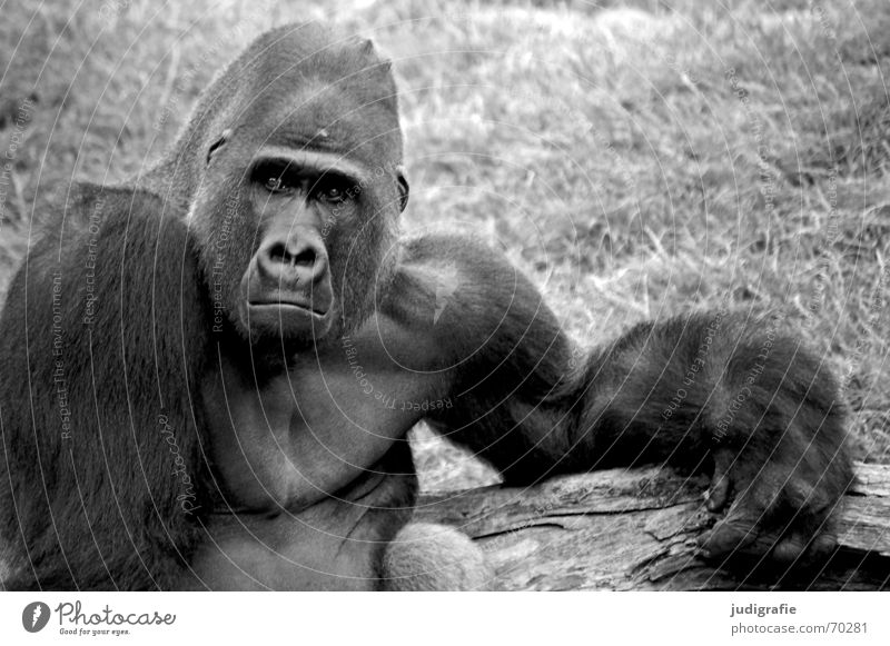 Gorilla maskulin Zoo Tier Fell Traurigkeit schwarz Trauer Verzweiflung Ärger Affen Säugetier Menschenaffen gefangen Charakter Schwarzweißfoto Blick