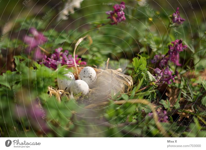 im Schatten Ostern Natur Frühling Blume Gras Blatt Blüte Vogel Tierjunges klein Stimmung Schutz Geborgenheit Warmherzigkeit Osternest Nest Vogeleier Osterküken