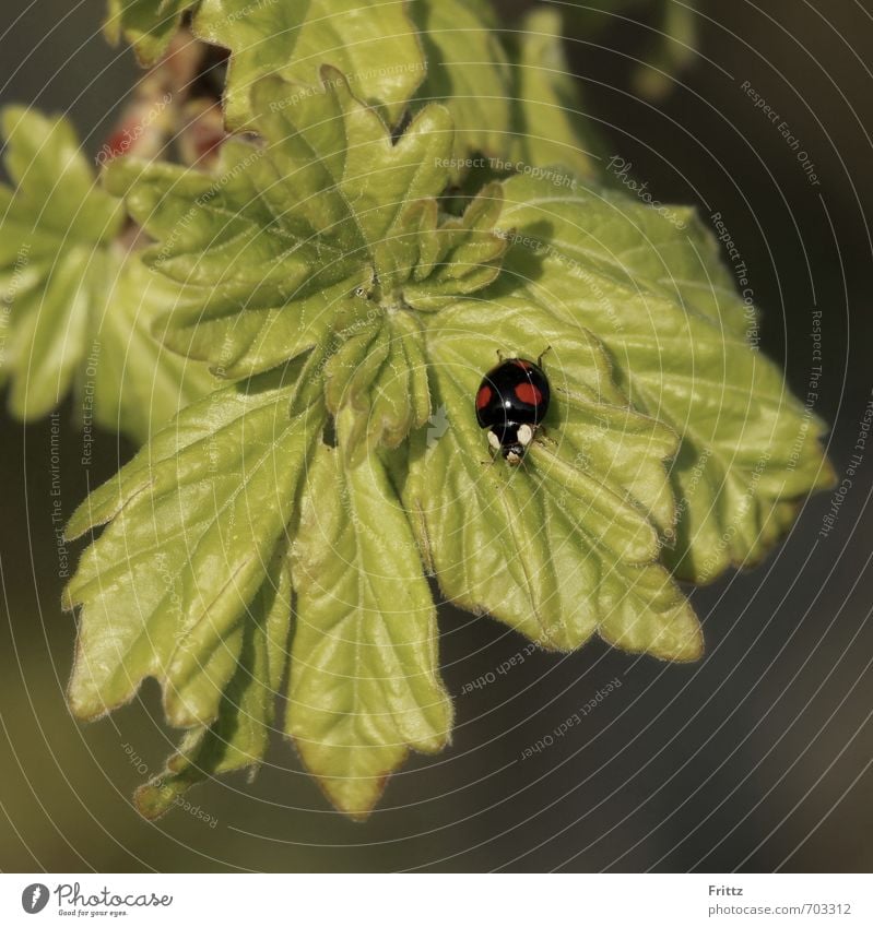 .. schwarz mit roten Punkten .. Natur Pflanze Tier Blatt Wildpflanze Wildtier Käfer Marienkäfer 1 krabbeln klein grün rot gepunktet Farbfoto Außenaufnahme