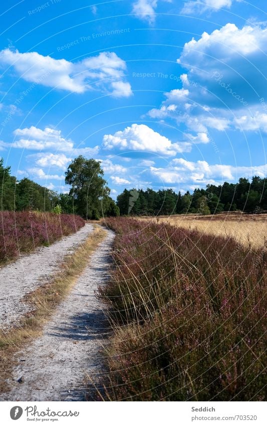 Lüneburger Heide - Büsenbachtal Sommer wandern Umwelt Natur Landschaft Erde Sträucher Nordheide Buchholz i. d. Nordheide Fahrradfahren Fußgänger Wege & Pfade