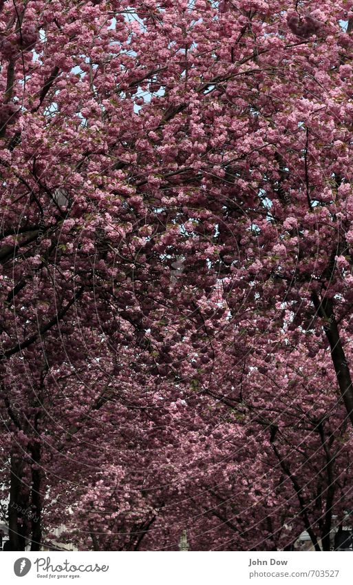 kirsch-blüten-dächer Frühling Baum Altstadt Straße Wege & Pfade Wachstum rosa Frühlingsgefühle Leben Hoffnung Idylle Sinnesorgane Vergänglichkeit