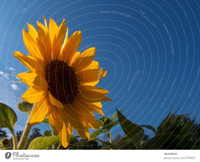 verwandelte clytie Freude Glück schön Sommer Natur Pflanze Himmel Wolken Schönes Wetter Blume Blüte Feld drehen Fröhlichkeit blau gelb Sonnenblume
