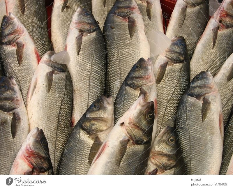 fisch Fischmarkt Spezialitäten aufgereiht frisch gekühlt Angelrute Süßwasser Scheune Markt fischeis frischfisch Fliege