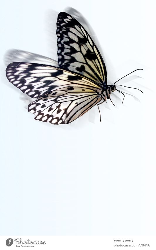 im Anflug... Schmetterling flattern Tier leicht mehrfarbig weiß Muster fliegen Himmel blau schwirren