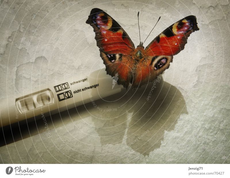 Strike! schwanger Treffer Testergebnis Schmetterling Insekt schwangerschaftstest Versuch Augenfalter Vor hellem Hintergrund Schatten Ganzkörperaufnahme