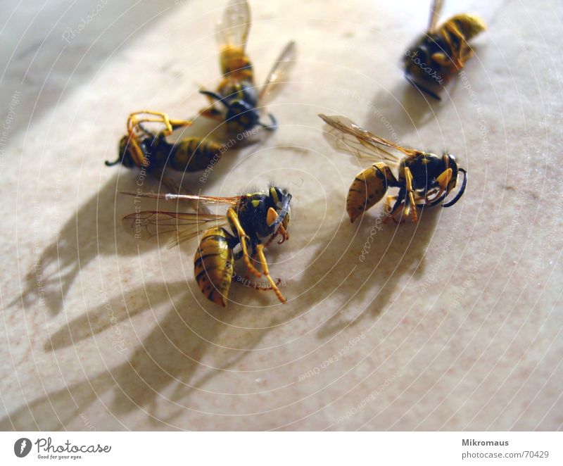 Nichts ist gewisser als der Tod... Wespen Biene schlafen Insekt Tier Vergänglichkeit Plage nervig Schatten stechen gefährlich Friedhof Trauer Verzweiflung