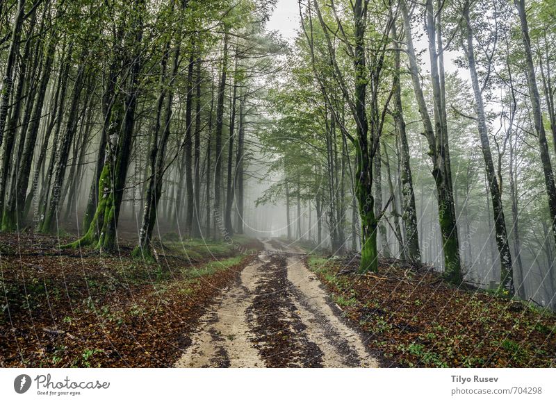 Straße durch den Nebelwald schön Sonne Berge u. Gebirge Natur Baum Wald Platz Wege & Pfade natürlich braun grün Farbe Frieden Holz im Inneren Spanien Europa