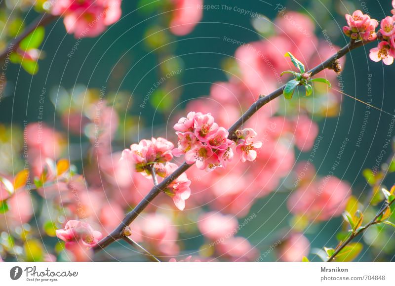 Japanische Blüten Natur Pflanze Frühling Baum Sträucher exotisch Blütenknospen Blütenblatt Blütenstauden Blütenstiel Blütenkelch Garten Gefühle Warmherzigkeit