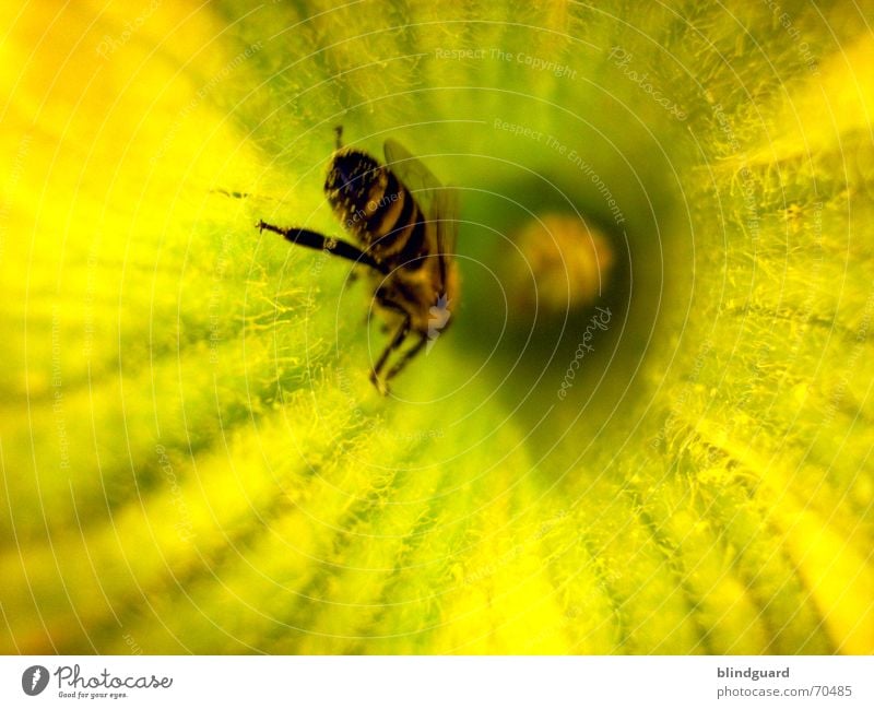Reinkrabbeln Biene Blüte Sammlung Honig Insekt fleißig 6 gelb emsig Sommer Kürbis Pollen insect Samen Flügel Beine bee six legs flower garden Ernährung
