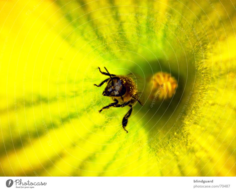 Rauskrabbeln Biene Blüte Sammlung Honig Insekt fleißig 6 gelb emsig Sommer Kürbis Pollen insect Samen Flügel Beine bee six legs flower garden Ernährung