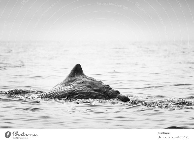 Moby Dick aka Nessy Natur Meer Tier 1 tauchen außergewöhnlich exotisch Abenteuer Wal Neuseeland Schwarzweißfoto Außenaufnahme Morgendämmerung