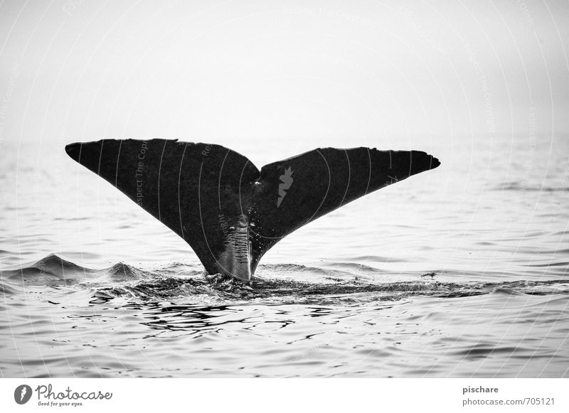 Moby Dick aka Black Beauty Natur Meer Tier 1 tauchen außergewöhnlich gigantisch Abenteuer Wal Flosse Neuseeland Schwarzweißfoto Außenaufnahme Morgendämmerung