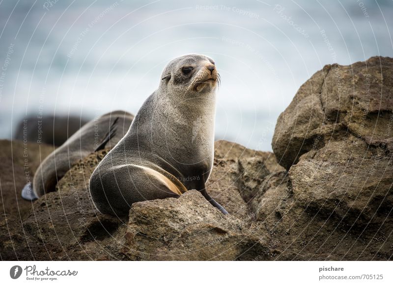 wasn los alter? Natur Tier beobachten Blick Wachsamkeit Robben Neuseeland Farbfoto Außenaufnahme Tag Schwache Tiefenschärfe Tierporträt