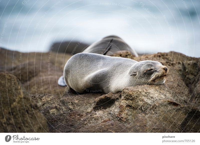 Müde Natur Tier schlafen exotisch Müdigkeit Umwelt Robben Neuseeland Farbfoto Außenaufnahme Tag Schwache Tiefenschärfe Tierporträt