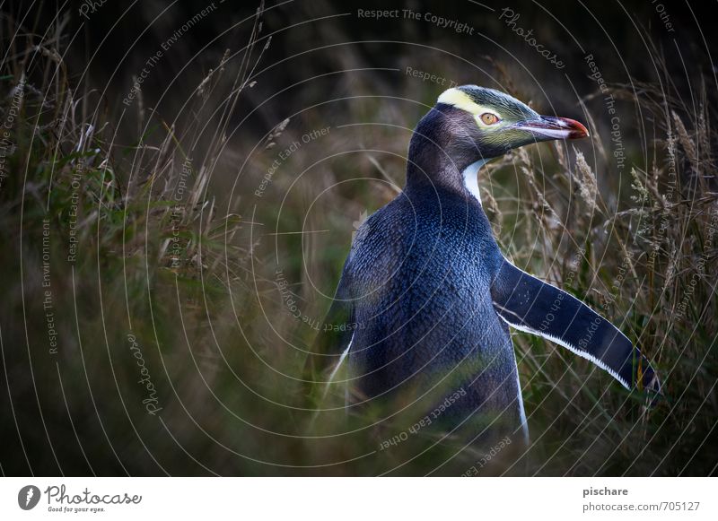 Bond, James Bond Natur Tier exotisch lustig Pinguin Neuseeland Farbfoto Außenaufnahme Textfreiraum links Tag Schwache Tiefenschärfe Tierporträt Blick