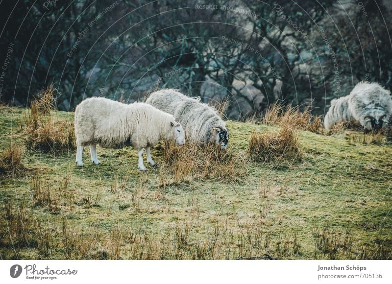 Isle of Skye III Umwelt Natur Landschaft Wiese Feld Tier Nutztier 4 Tiergruppe Herde Tierfamilie Idylle Schaf Schottland Highlands Großbritannien Insel