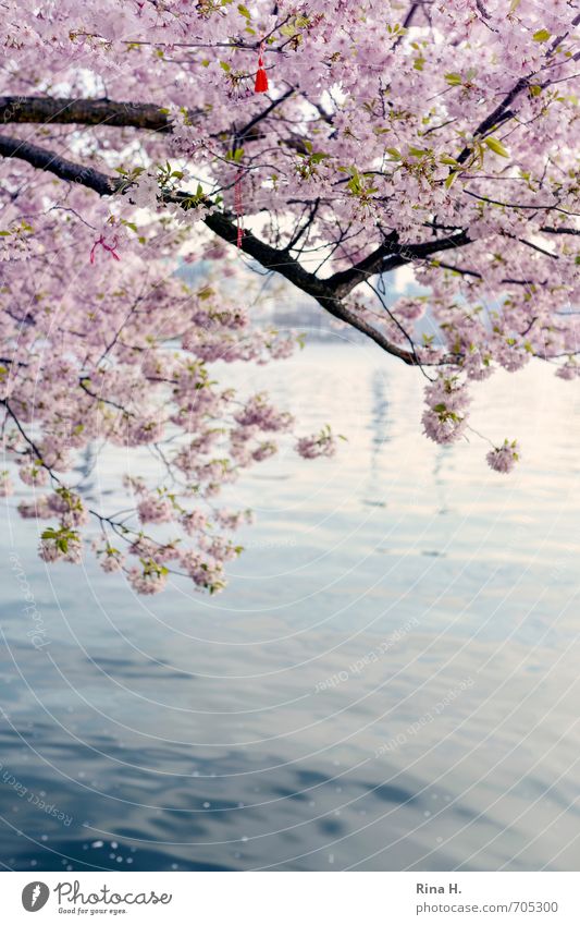 Frühling in Hamburg II Baum Blüte See Blühend verblüht Frühlingsgefühle Kirschblüten Troddel Dekoration & Verzierung Baumschmuck Idylle Farbfoto Außenaufnahme