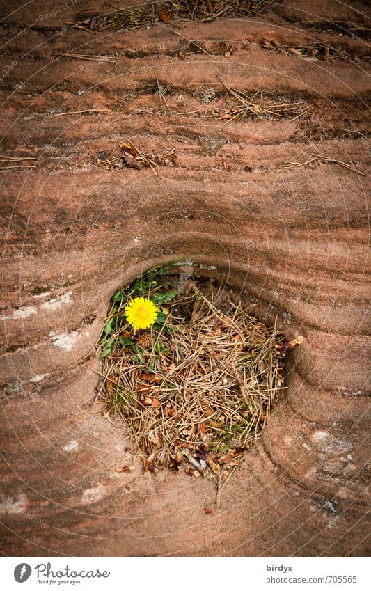 ein Zuhause Natur Frühling Blüte Wildpflanze Löwenzahn Felsen Sandstein Blühend ästhetisch außergewöhnlich Freundlichkeit klein positiv gelb rot Lebensfreude