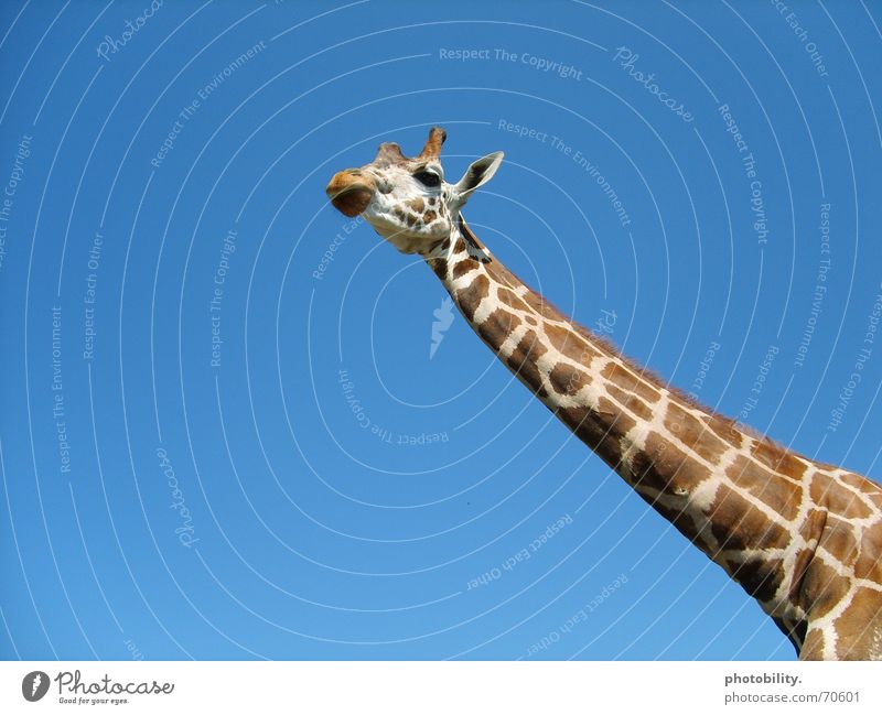 Eine Giraffe will hoch hinaus! Tier lang Muster scheckig groß erhaben Afrika Wiederkäuer Himmel giraffenhals Hals Fleck blau Freiheit