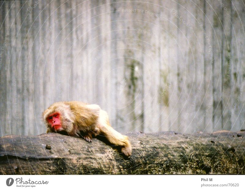 Müder Affe... Affen schlafen rot Monochrom grau braun Zoo Äffchen Baumstamm Tier träumen Wachsamkeit Trauer ducken trist gefangen Müdigkeit schläfrig
