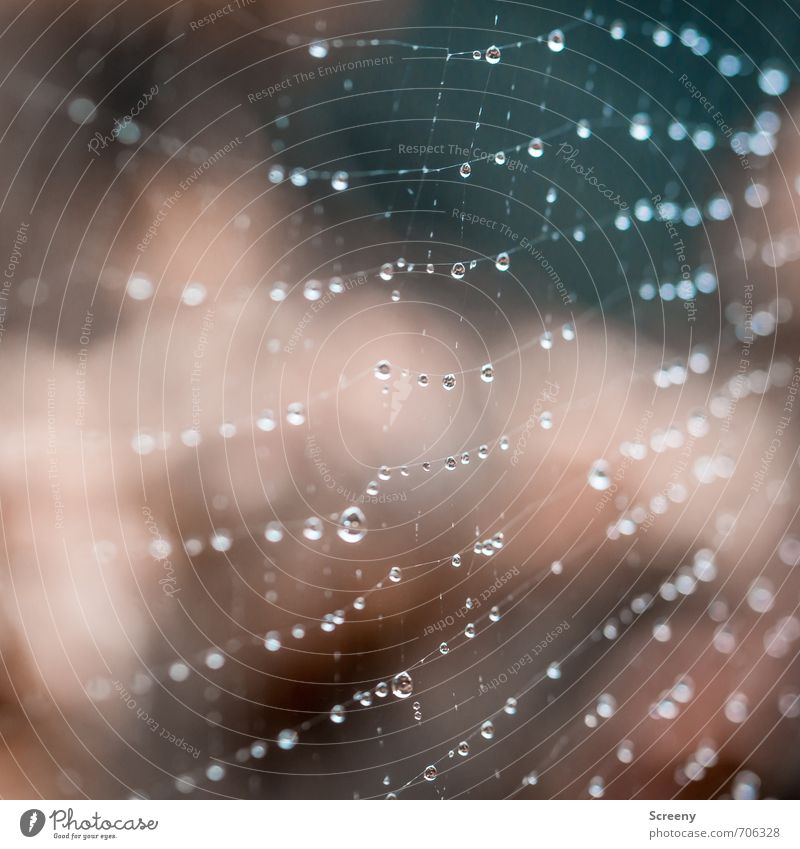 Gefährlich schön... Natur Wasser Wassertropfen Netz Spinnennetz dünn elegant Flüssigkeit glänzend gruselig Angst gefährlich bedrohlich Leichtigkeit Netzwerk