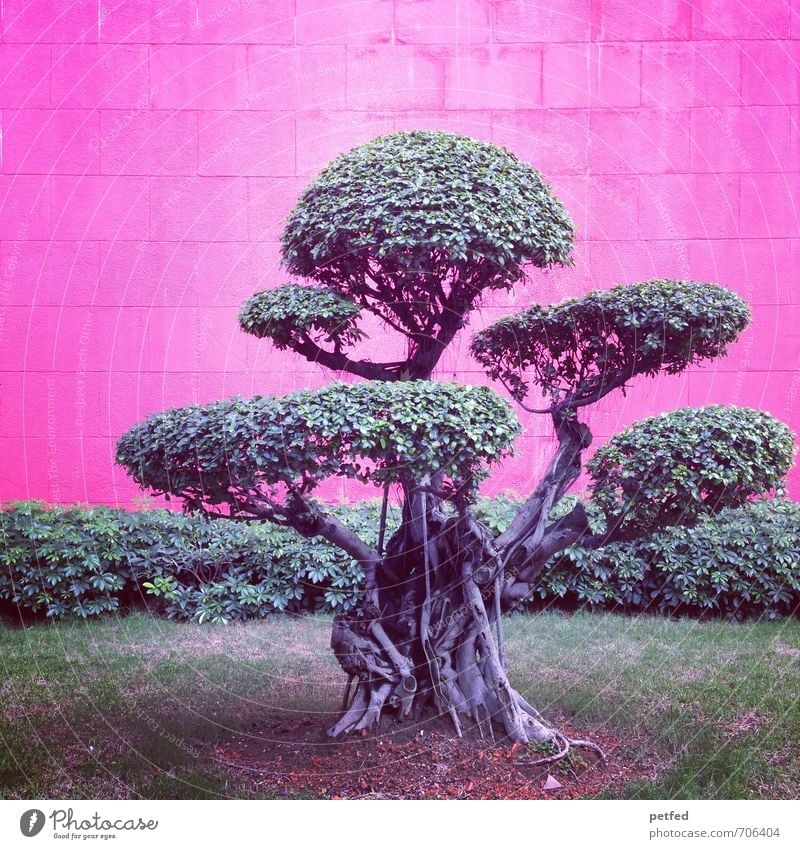 Bonsai Baum Gras Sträucher exotisch Park Mauer Backstein klein Stadt grau grün rosa Design einzigartig Asien China dünn Farbfoto Außenaufnahme Menschenleer
