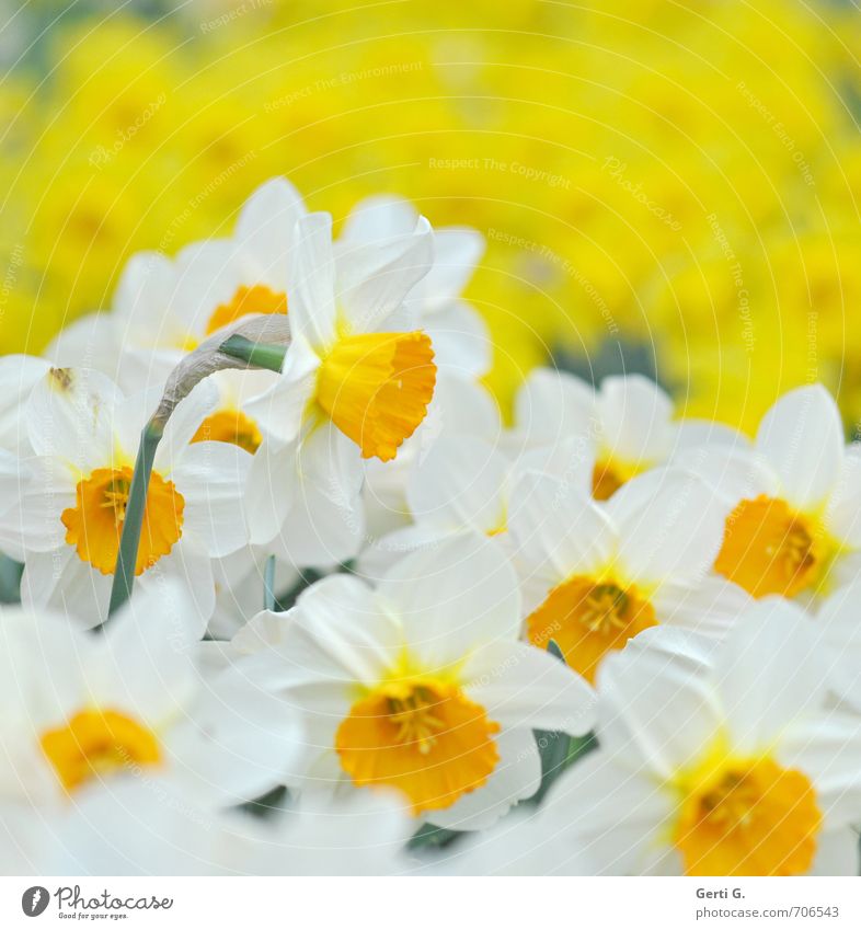 frisch*fröhlich*Frühling Pflanze Blume Blüte Narzissen Gelbe Narzisse Park mehrfarbig gelb weiß Frühlingsgefühle Vielfältig mehrere leuchtende Farben lichtvoll