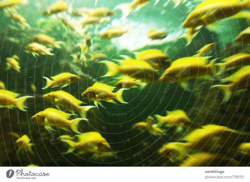 Die Tiere sind unruhig Aquarium gelb grün Zoo Querformat Gegenlicht Abwechselnd chaotisch Fisch focus Museum Schwimmhilfe Dynamik große gruppe Wasser Bewegung