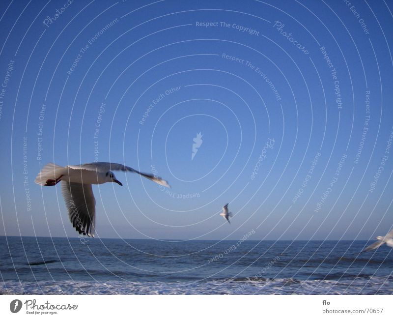 Tiefflug Möwe Vogel Meer Strand Schaum Wellen Wolken Tier Gischt blau Wasser Himmel fliegen Salz